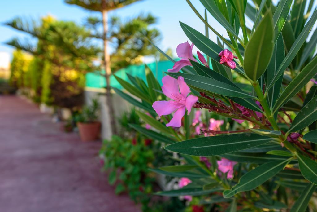 Sfáka Villa Apollon מראה חיצוני תמונה